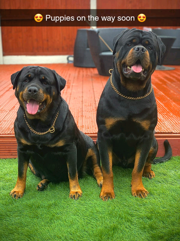 chocolate rottweiler puppies for sale